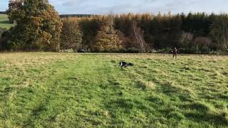 Hunt Training Young GSP into Face Wind by Aytee GSPs 1,179 views 2 years ago 3 minutes, 14 seconds