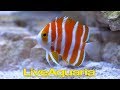 Personal Tour of LiveAquaria with Kevin Kohen