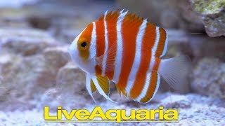 Personal Tour of LiveAquaria with Kevin Kohen