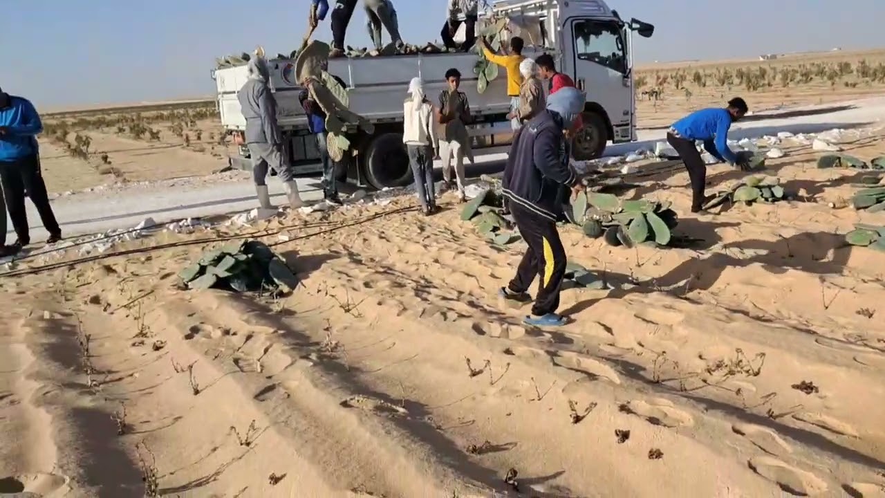 زراعة التين الشوكي ارض المانجا والتقليدي بالفرافرة#الفرافرة @killuazoldyck4713