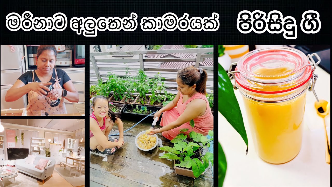 මරීනාගේ අලුත් කාමරේට සුදනම් වෙනවා🌸Homemade Ghee Recipe🌼Life in Japan 🇯🇵🇱🇰