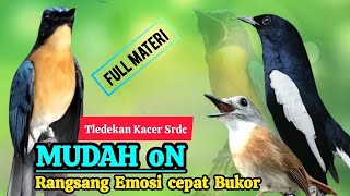 TERBUKTI AMPUH, MERANGSANG EMOSI TLEDEKAN GUNUNG, SRDC DAN KACER