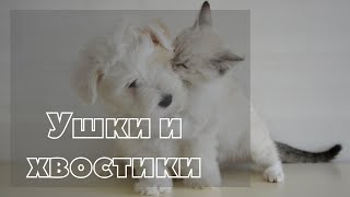 Энтерит у собаки пройдет если дать ей это. Parvoviral gastroenteritis in a dog will pass faster if..