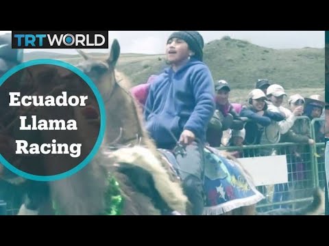 Ecuador Llama Racing: Kids race llamas for pride and their environment