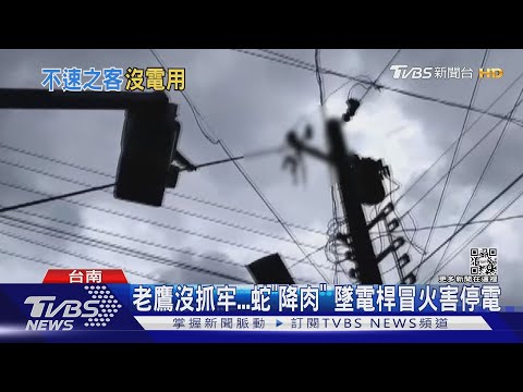 夏季蛇出沒!老鷹沒抓牢 蛇「降肉」 墜電桿冒害停電｜TVBS新聞