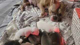 2 Weeks Old Exotic Bullies| For Sale | Which One Is My Keeper? 🤔