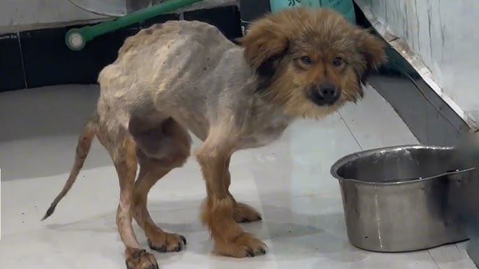 Little Hunchback Dog Found in the Stream... You Won't Believe What Happened  Next!! - YouTube