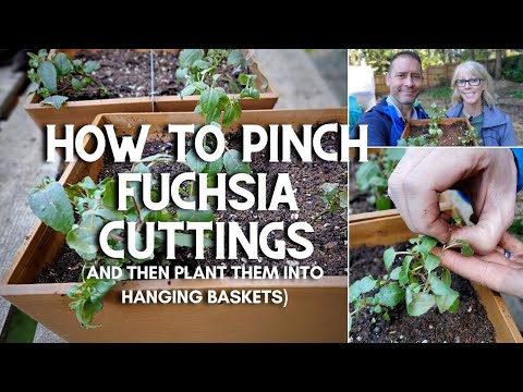 Video: Enkel Omsorg For Fuchsia