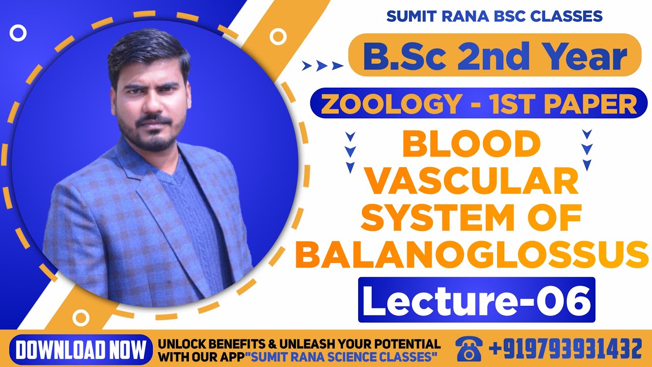 (Lt-6) Blood Vascular System Of Balanoglossus || B.Sc.2nd Year || Zoology 1st Paper