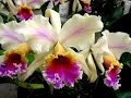 Cómo Proteger las Orquídeas que están en Proceso de Extinción - TvAgro por Juan Gonzalo Angel