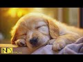 20 HOURS of Dog Calming Music🦮💖Anti Separation Anxiety Relief Music🐶🎵Music for Dogs⭐ NadanMusic