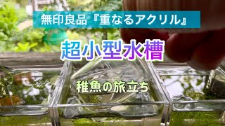 飼育のコツ 超小型ケースでメダカ稚魚の飼育 無印良品 Youtube 飼育のコツ 超小型ケースでメダカ稚魚の飼育 無印良品 Youtube