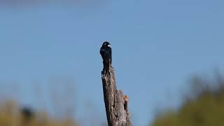 Tree Swallow