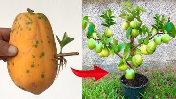 3-step guava propagation technique using papaya, stimulating large trees and quick fruit production