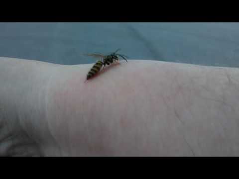 Video: Sattuuko mehiläisen pisto?