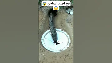 فخ لصيد الثعابين Shorts Viral حيوانات حيوانات برية مضحك غرائب 