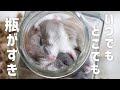 眠っているハムスターをこっそりと移動させてみた