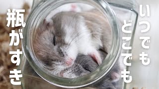 眠っているハムスターをこっそりと移動させてみた