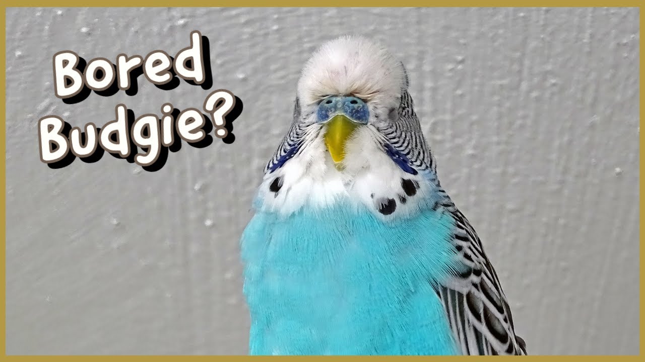 Is Your Budgie Bored? Try Mental Stimulation!
