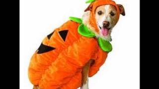 Cachorros com roupas screenshot 4