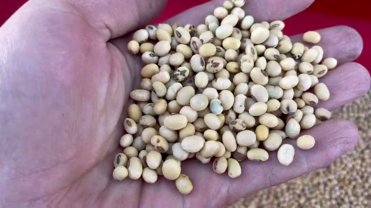 Посів сої 2025 сівалка Tume та всходи