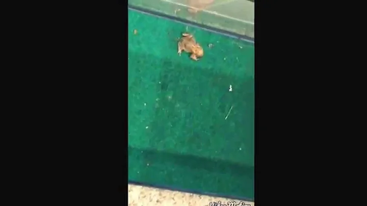 Potts frogs feeding time 2015
