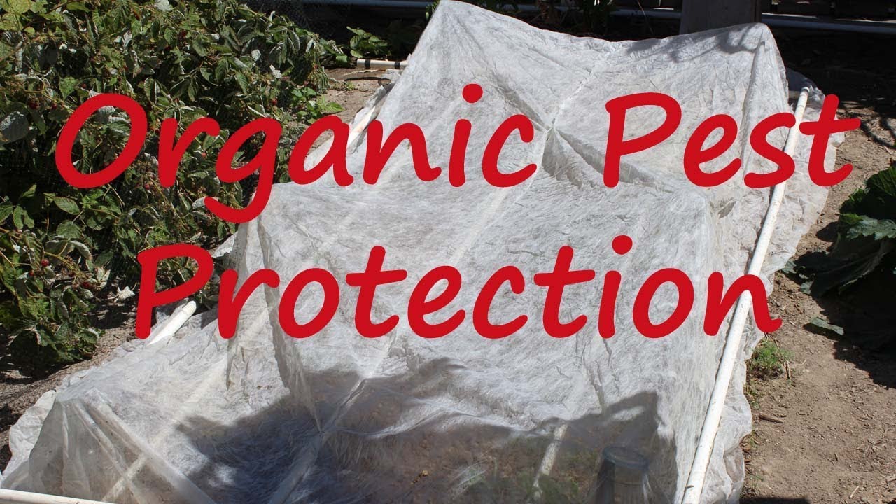 Using Fabric Row Cover To Control Bugs In Your Garden Youtube
