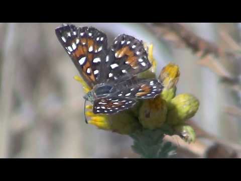 North American Wildlife --- Mormon (Behr's) Metalmark Butterfly foraging for food