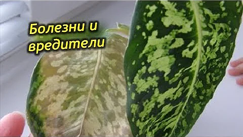Спасаем Диффенбахию. Вредители и болезни на растении, как с ними бороться?