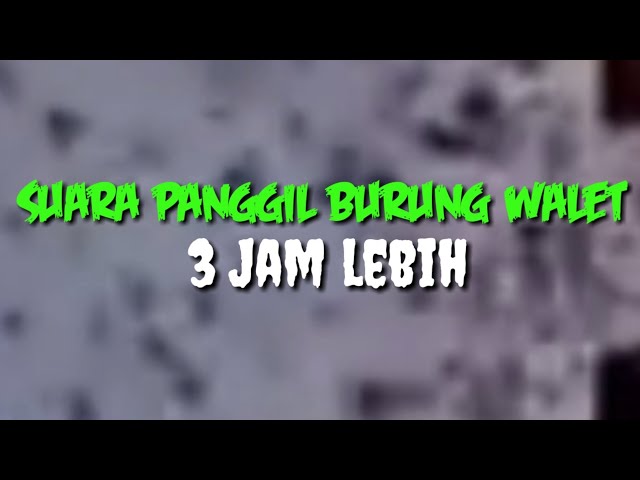 Suara Panggil Burung Walet 3 Jam Lebih class=