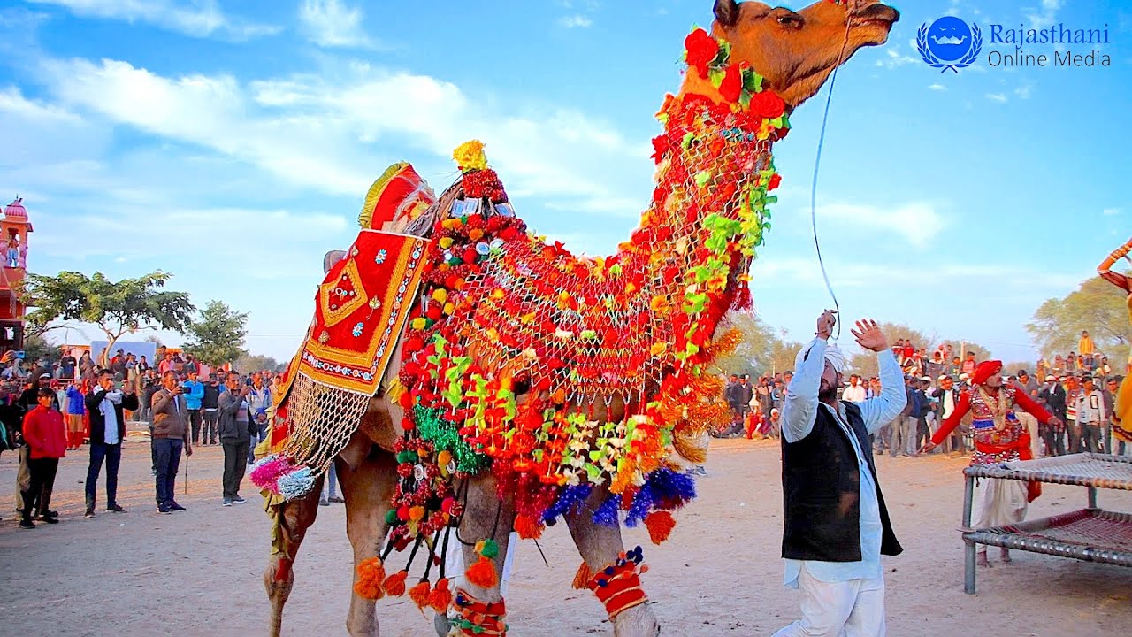 New Marwadi Dj Song  New Rajasthani Camel Dance    