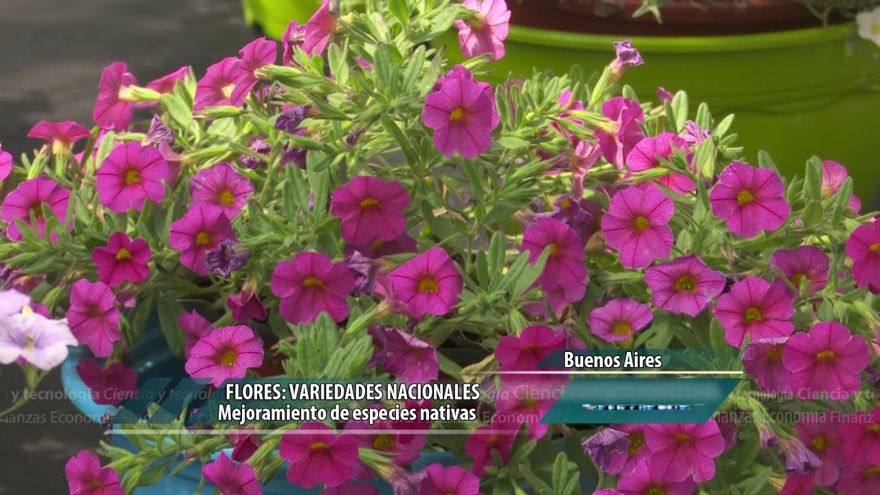 Mejoramiento de flores nativas intangible