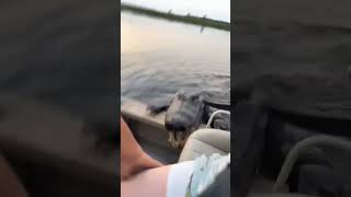 A Very Polite Alligator #alligator #polite #shorts #crazy