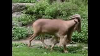 Barbary Sheep Walking (Slow Motion Animation Reference)