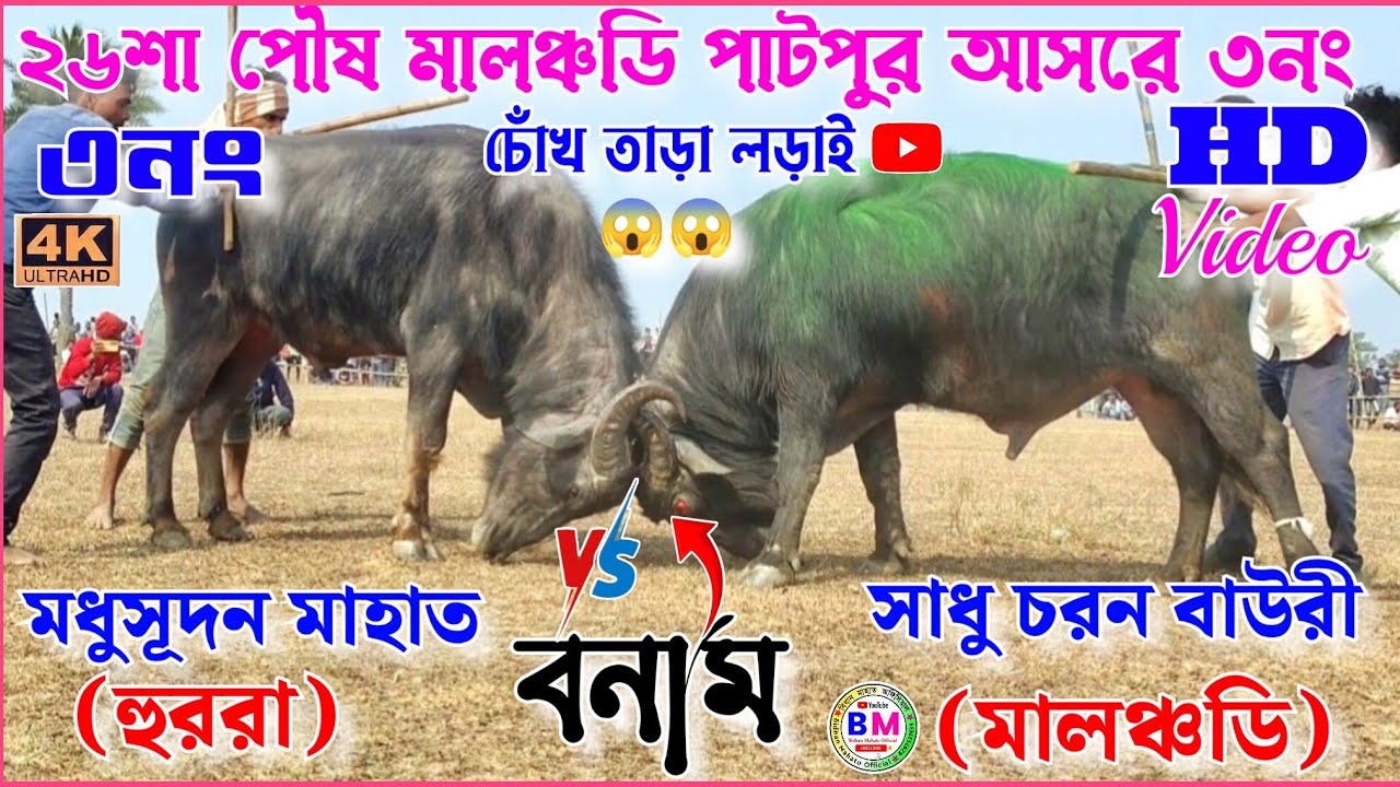 ২৬শা পৌষ মালঞ্চডি পাটপুর আসরে ৩নং সর্বশ্রেষ্ট কাড়া লড়াই 🔥🏆 সাধু চরন বাউরী বনাম মধুসূদন মাহাত🏆🔥