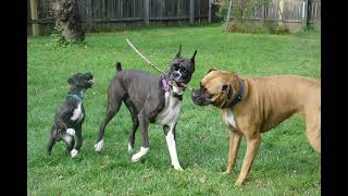 Boxer dog puppies #puppy