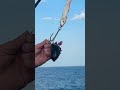 Мидия попалась в Баренцевом море