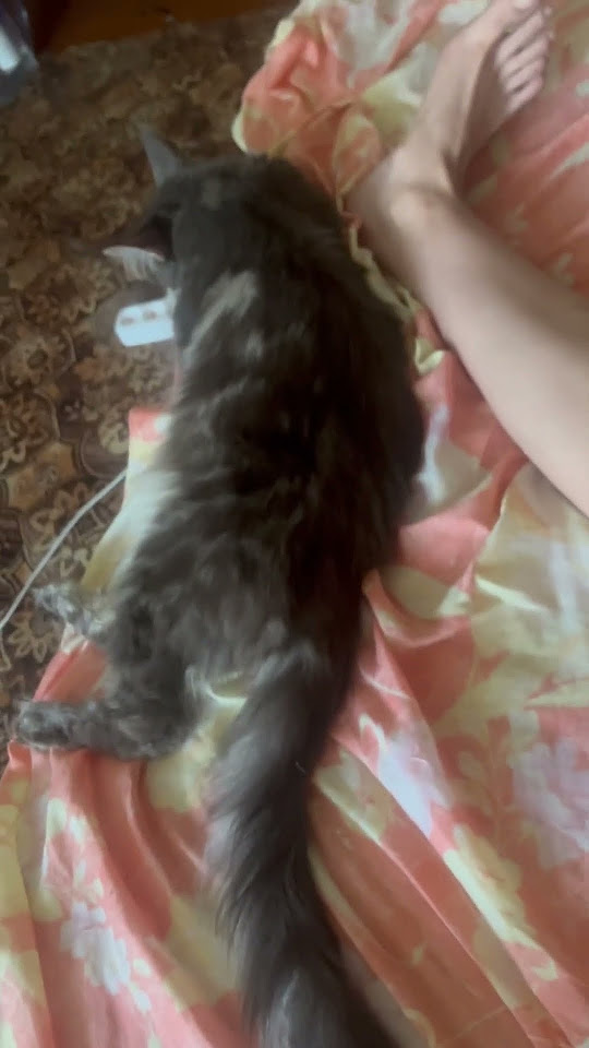 Это кошка на заметку_#котик #cat #мейкун #котик #кот #большаякошка ...