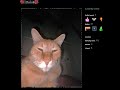 Cat - Steam Artwork #steam #steamartwork #steamprofile #cat #catartwork #catart #gato #gatofofo