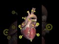 Heart#explore #anatomy #medical #viralvideo #3danimation