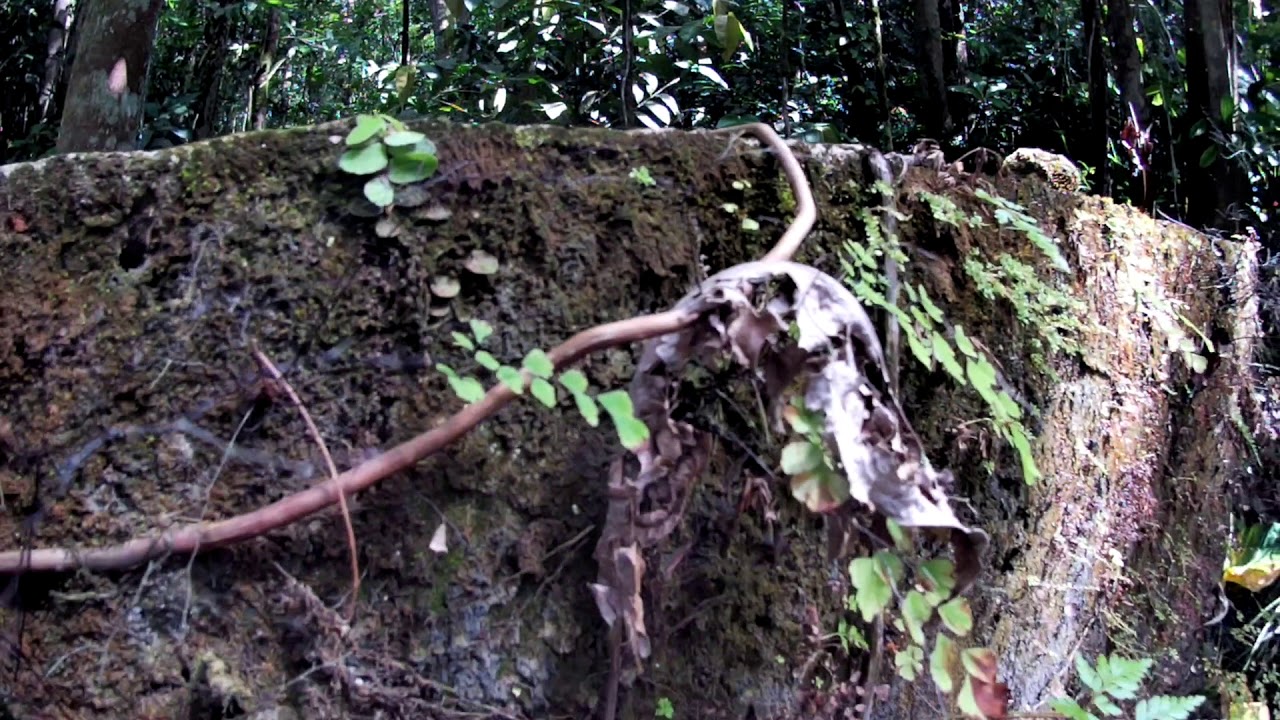 Pa rèsté two lwen (C : willy BLONBOU)