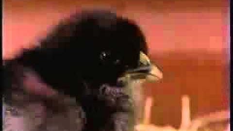 Nick Jr. Up Next ID - Chicks (1998, HQ)