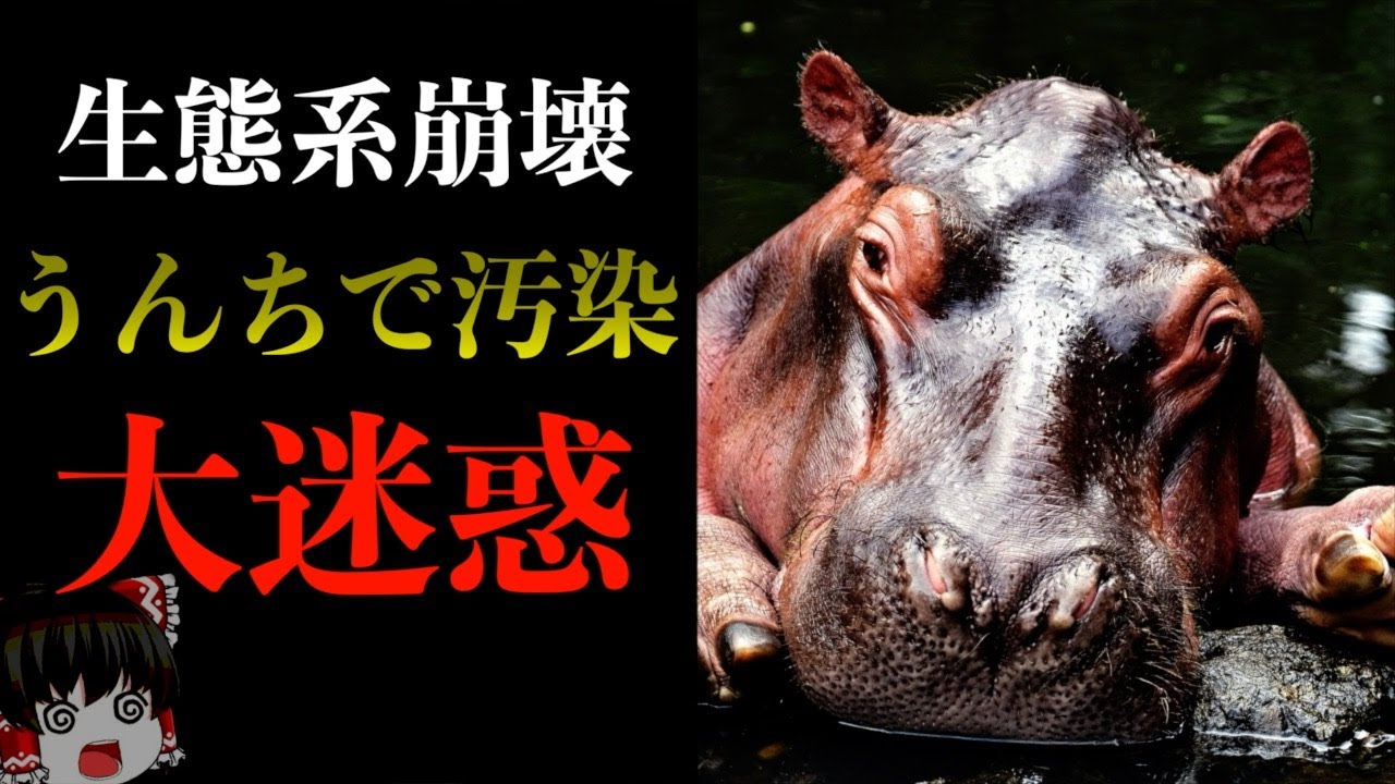 大迷惑!カバのうんこがやばい!生態系を脅かすカバの新事実【ゆっくり解説】