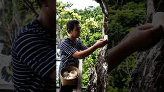 Panen Sarang burung walet #tebingcuram #travel #eksporsarangwalet #panensarangwalet