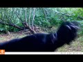 bear cubs