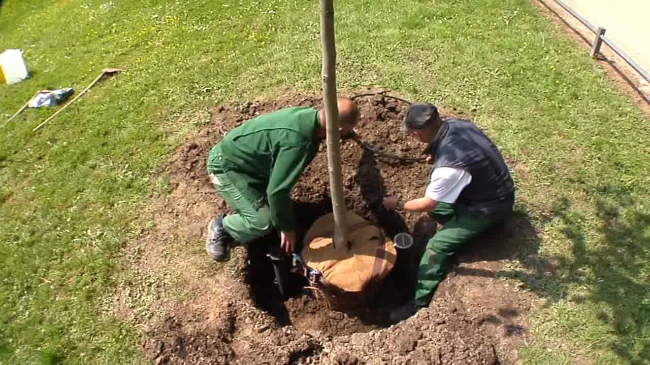 La buca perfetta per la messa dimora - YouTube