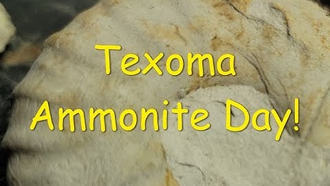 Fossils, Fossils and Ammonites...27