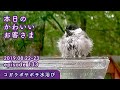 『コガラの超ボサボサ水浴び』2019/08/22-23 本日のかわいいお客さま