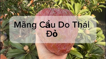 Ăn Thử Mãng Cầu Do Thái Đỏ Chấm Phấn Sầu Riêng. Red Geffner Atemoya Cross Pollinated With Durian. 