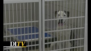DITV Iowa City Animal Shelter Rescue Update